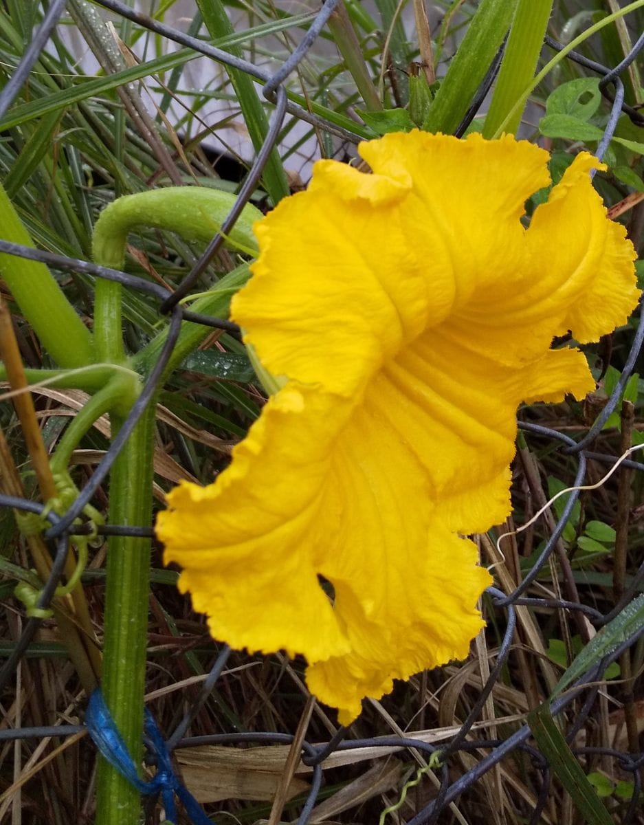 カサブランカの初開花～💕