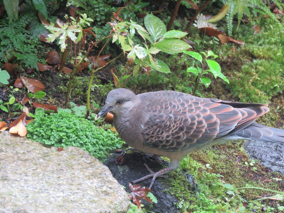 意外な物を食べていた幼鳥