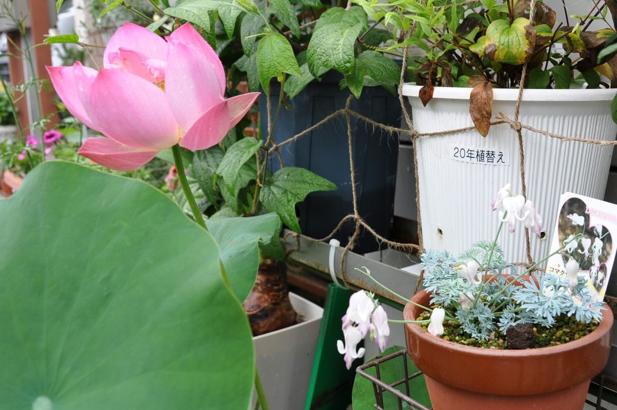 ある雨の日の朝