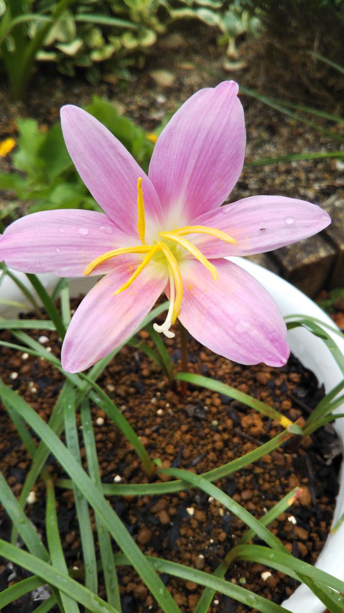 今日のお花たち7月４日