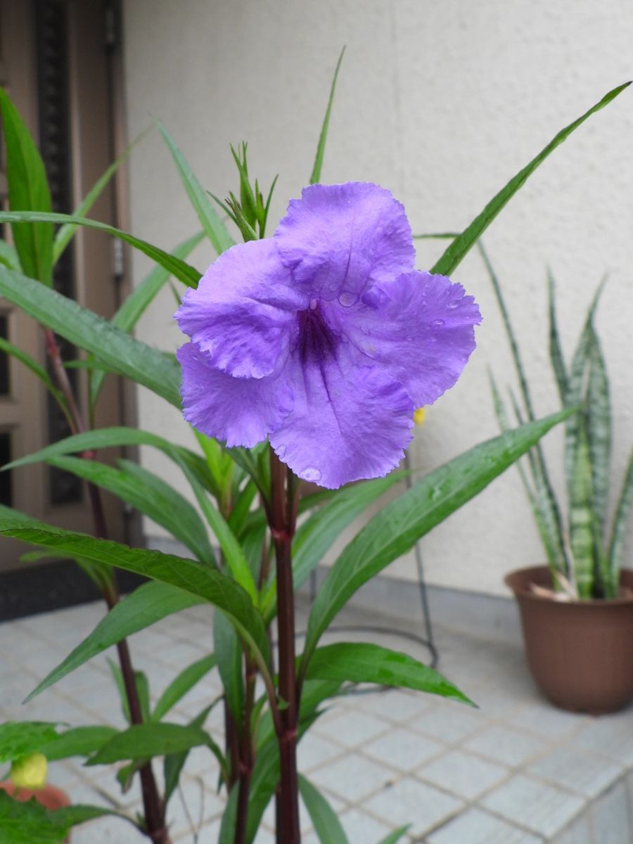 初ジギタさん二番花。