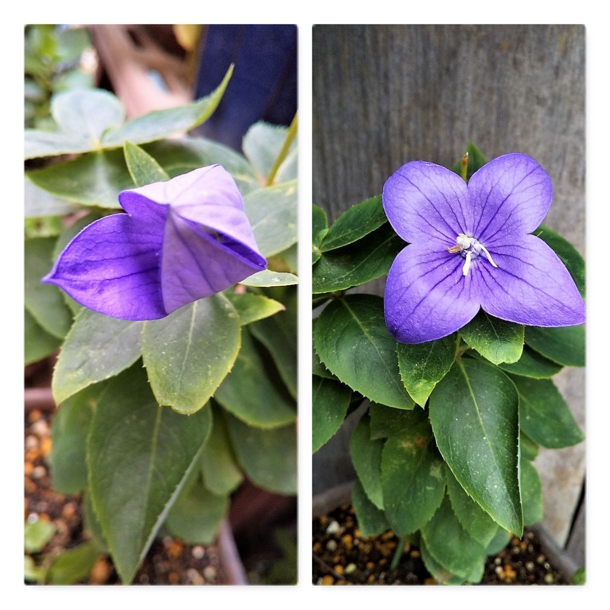 7月の花