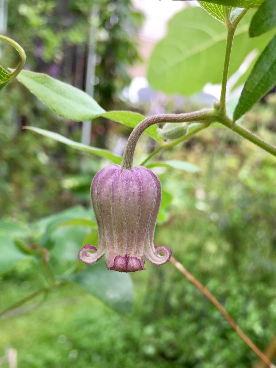 今日の壺型クレマチス🌸