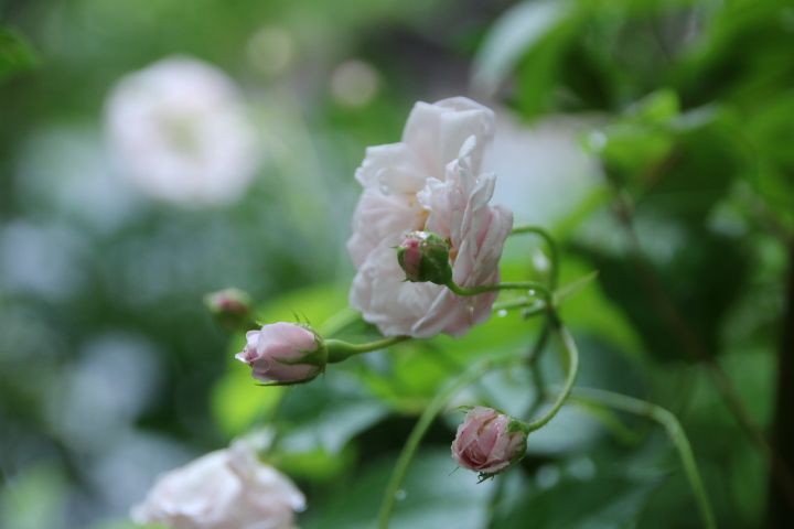 私のかわいいポリアンサローズ🌹😊