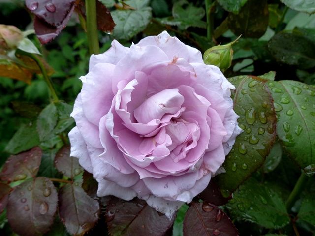 雨に濡れたバラ⑤