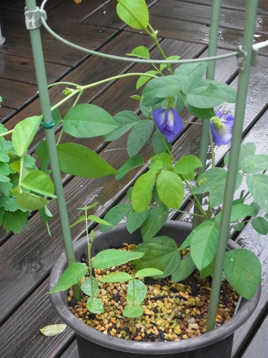 夏のブルー花と寄せ植えのその後