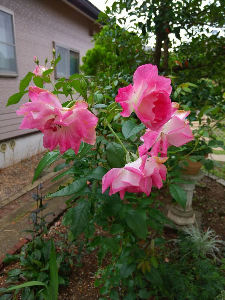 今日のポツリ🌹