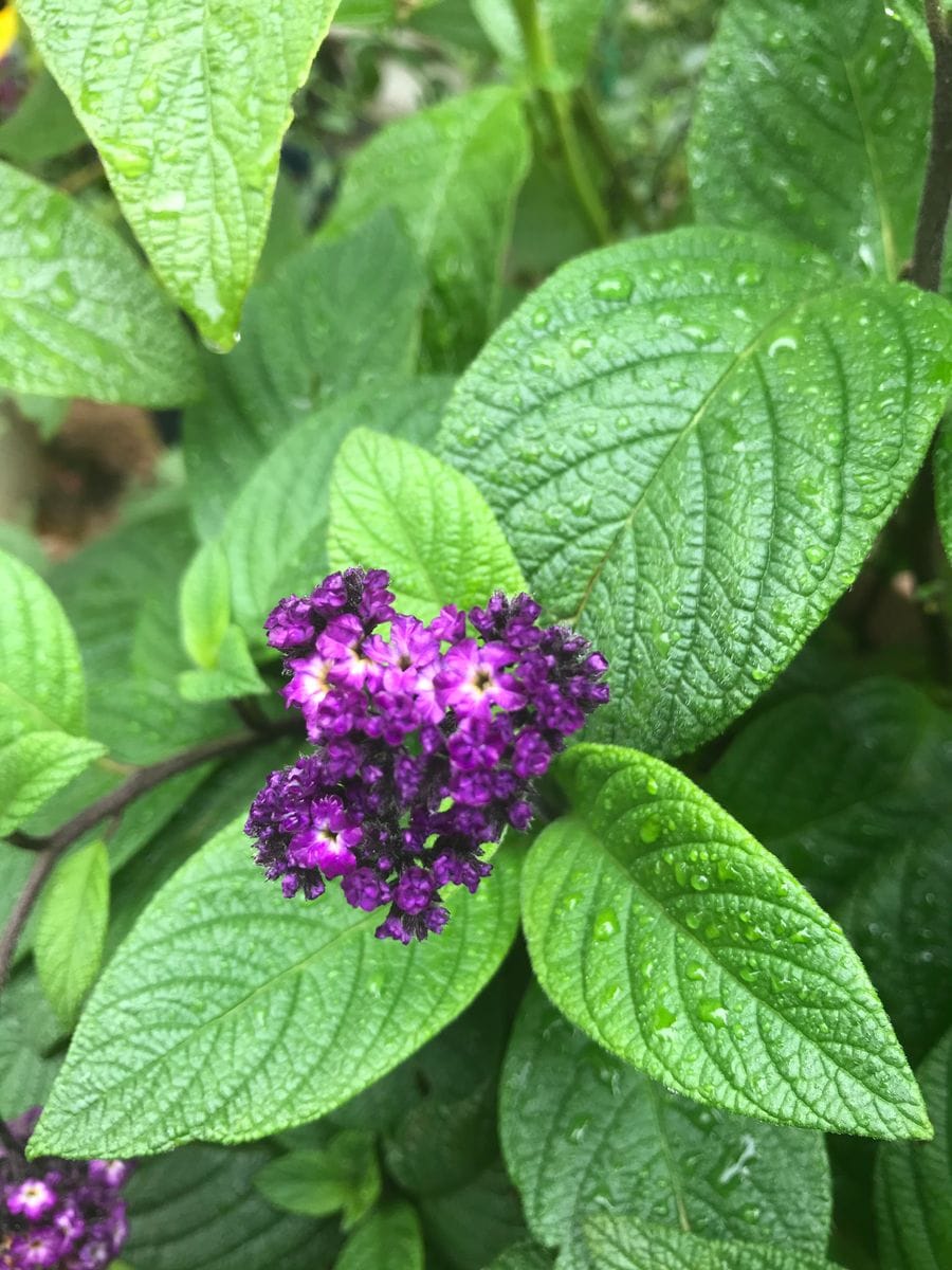 この季節も紫の花が主役