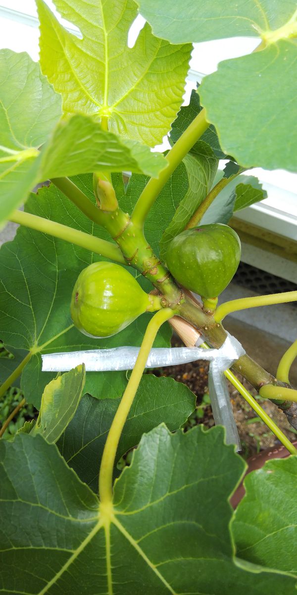 7月5日  イチジク  ビオレソリエス