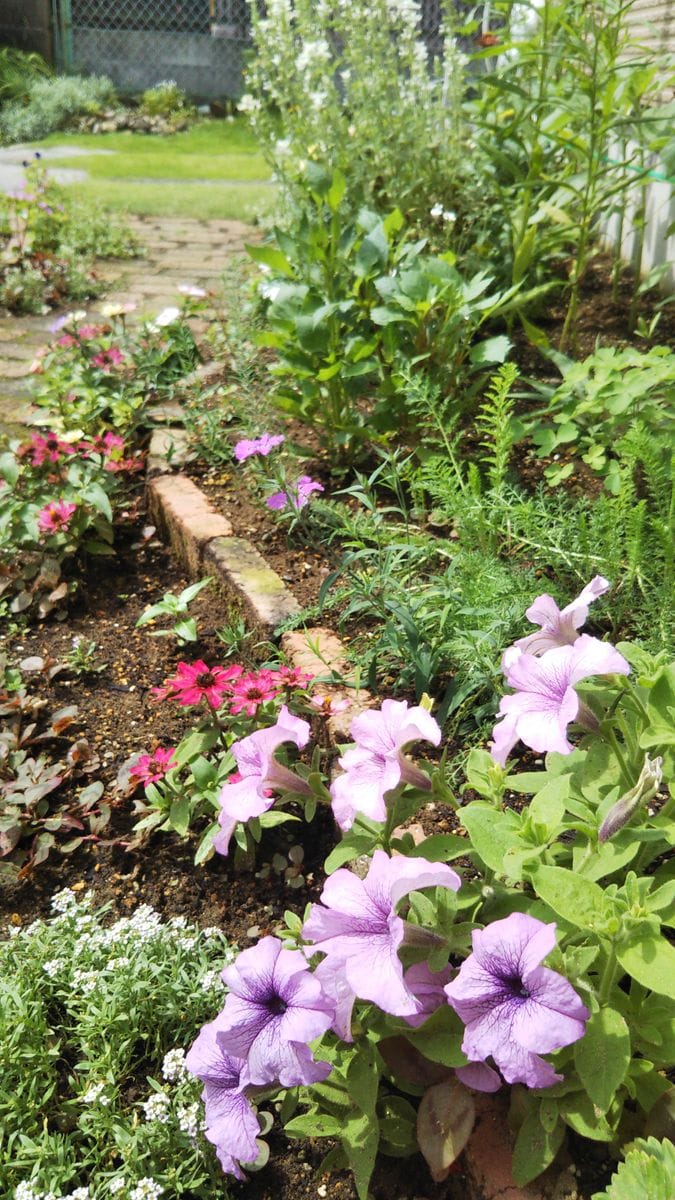 今朝の花☁️