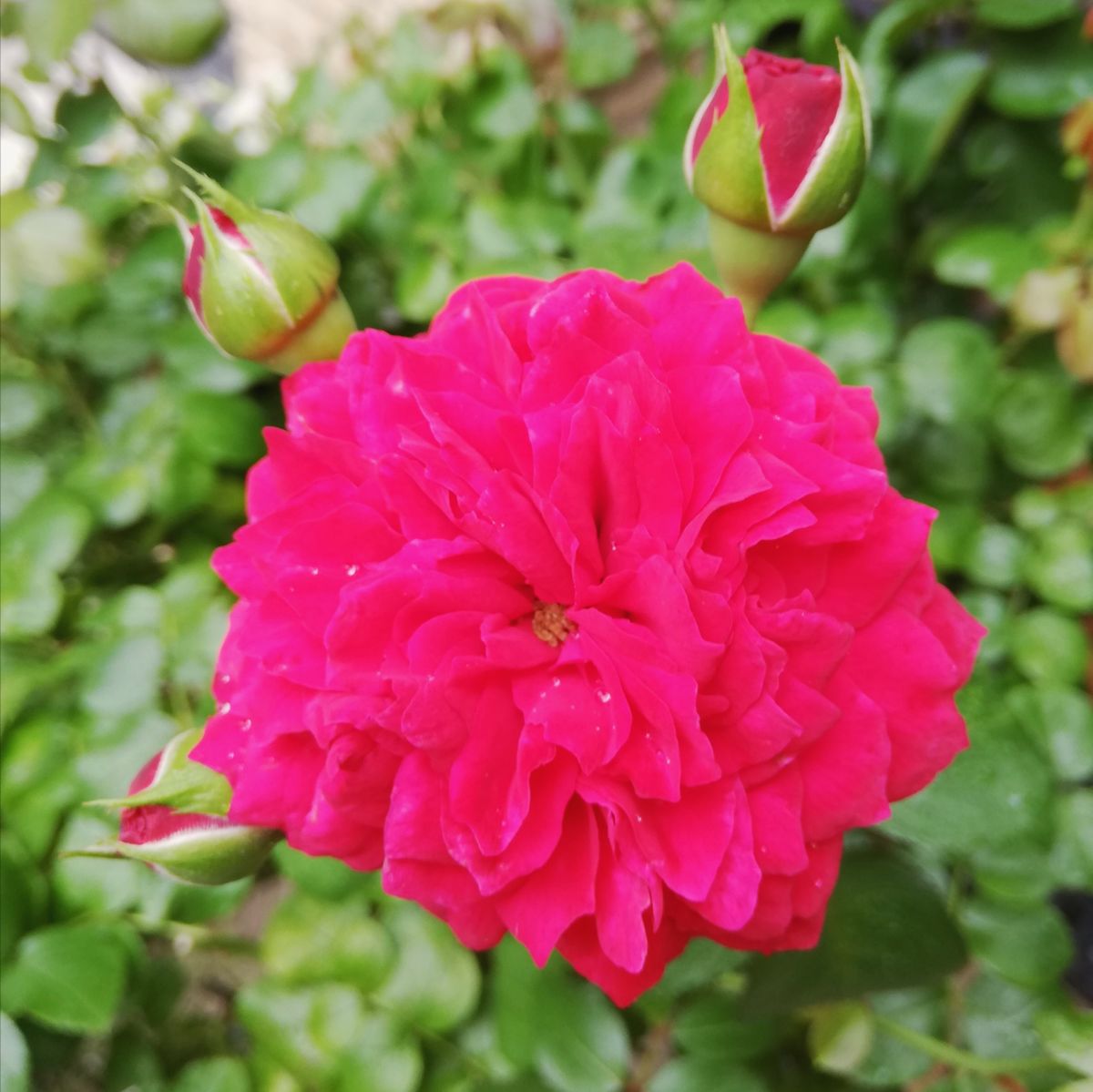 新苗鉢増しと今日の開花バラ