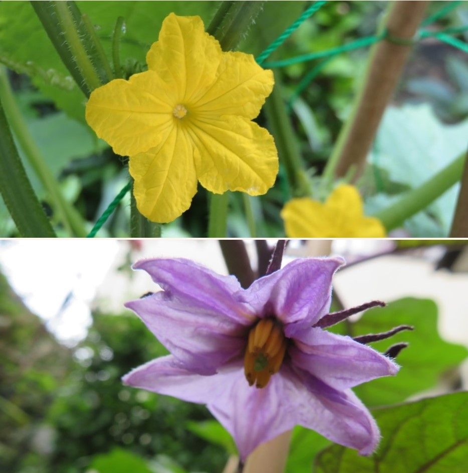 🌻今日の花たち🌻その112