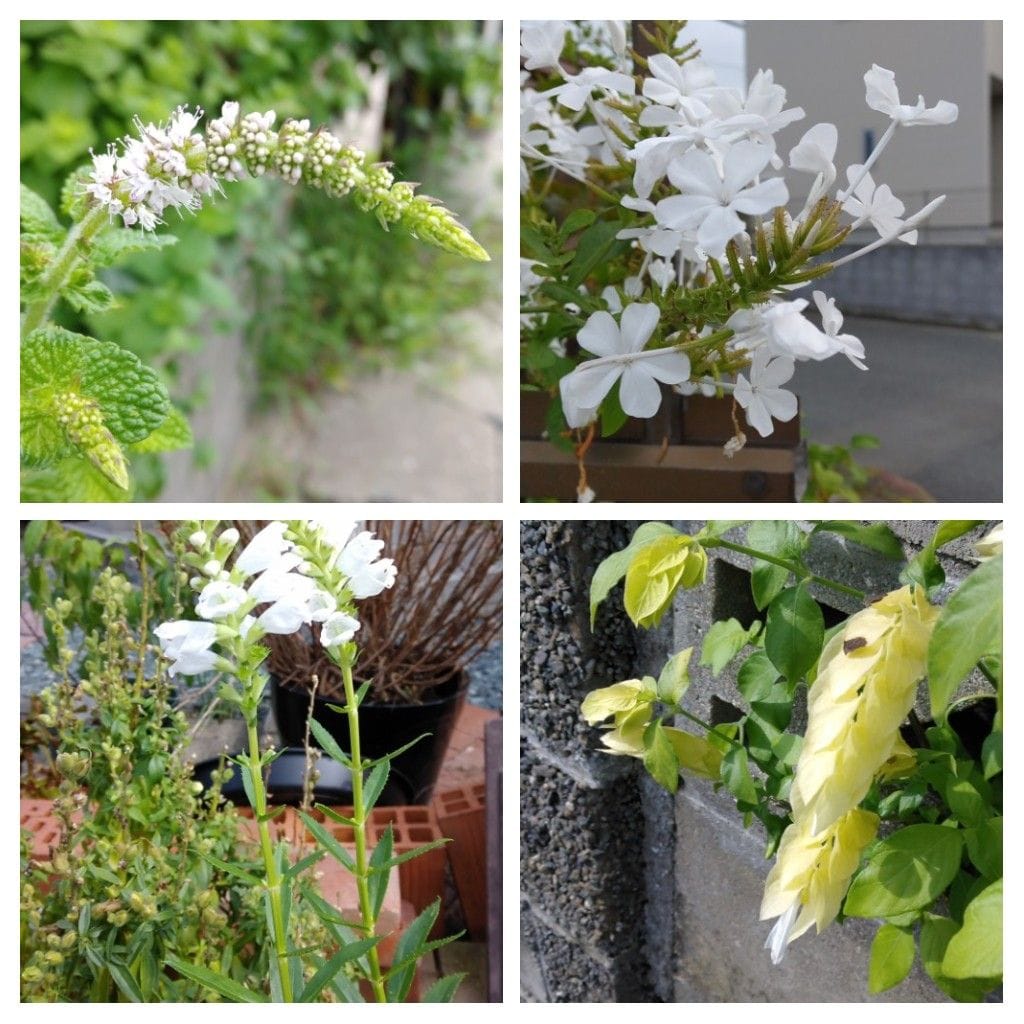 散歩道で見かけた植物