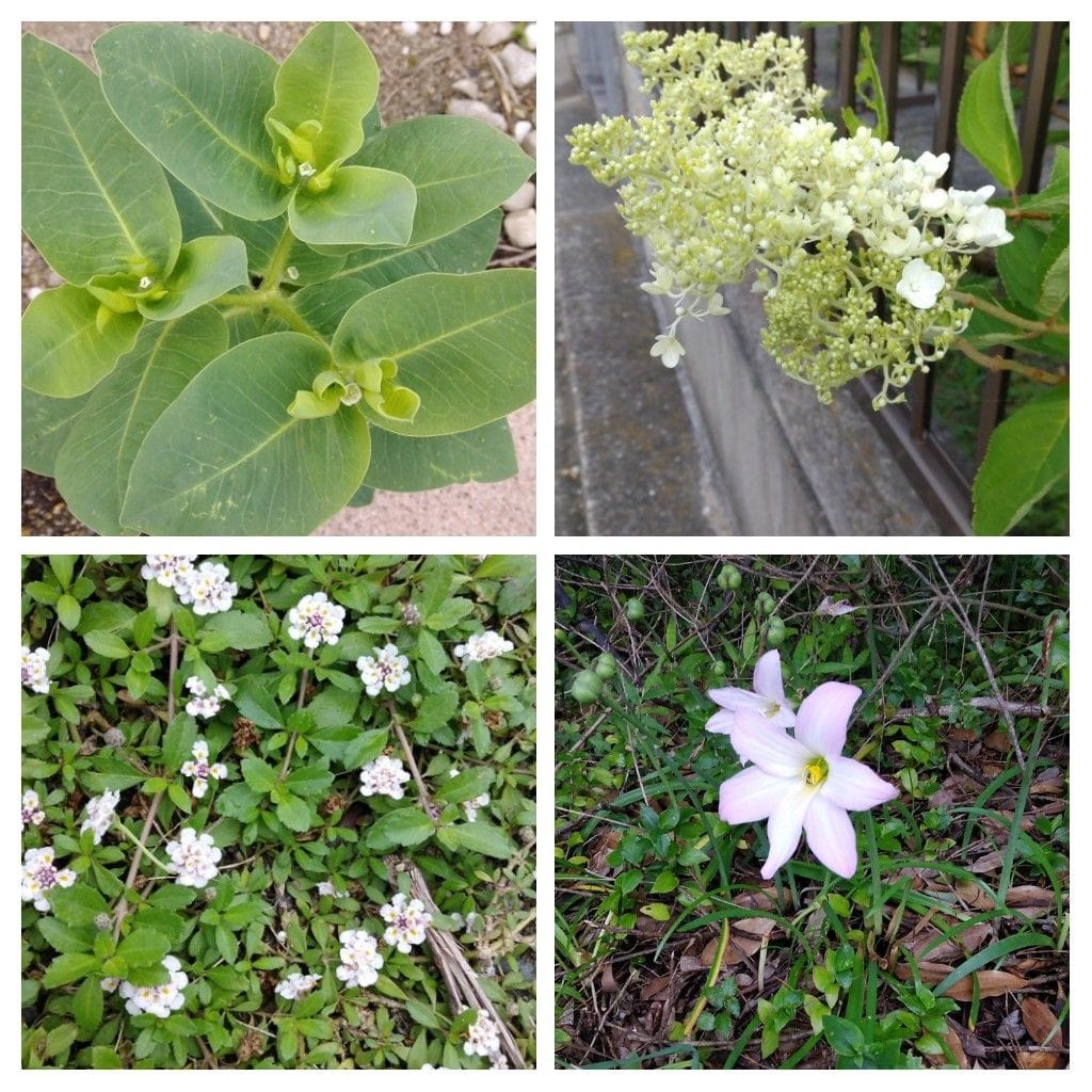 散歩道で見かけた植物