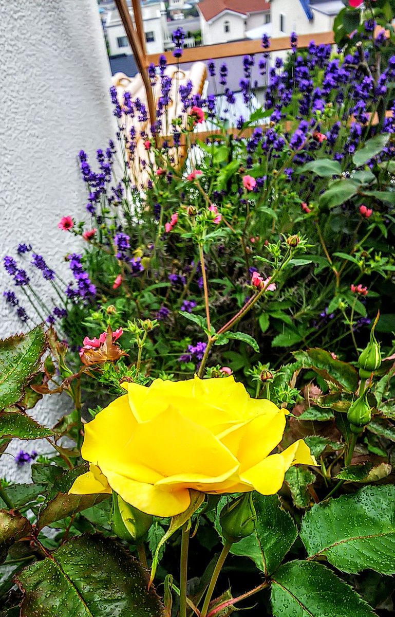 富良野ラベンダーと黄色い薔薇