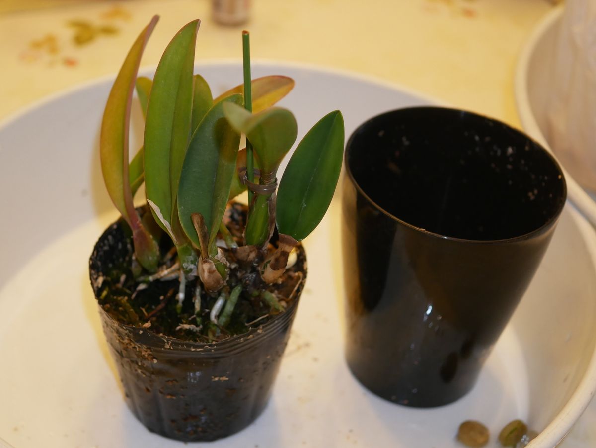 ミニカトレヤ植替え