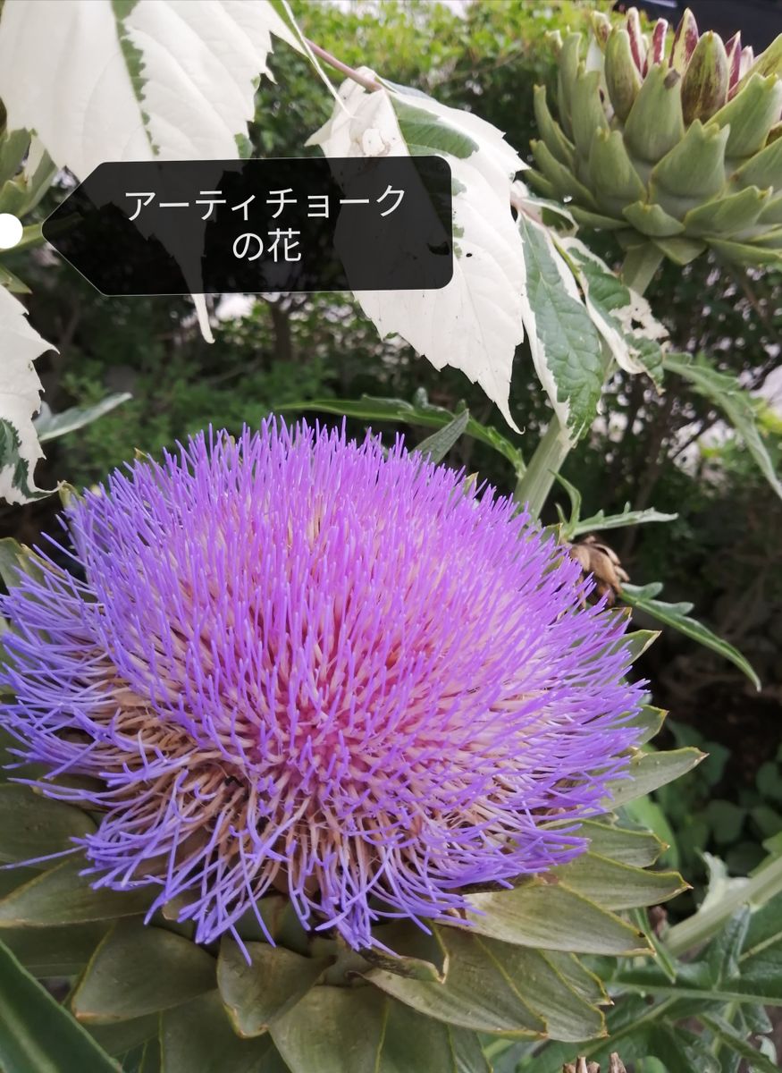 高く伸びた　アーティチョークの花