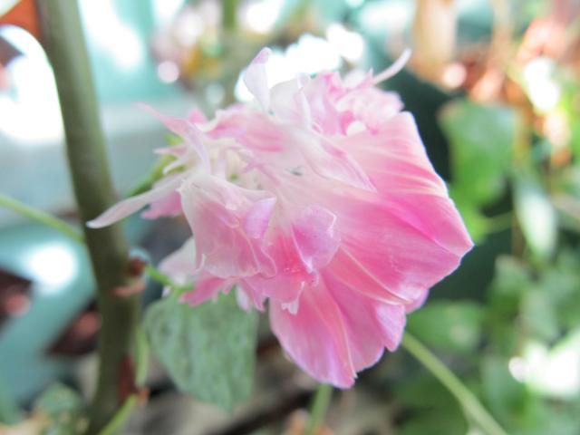 朝顔・スプリットペタルの花