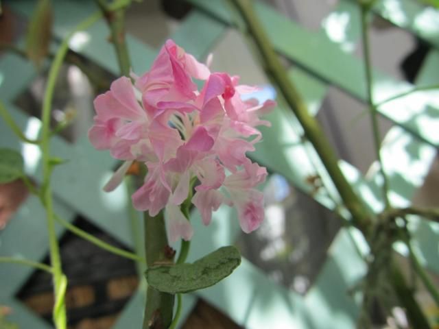 朝顔・スプリットペタルの花