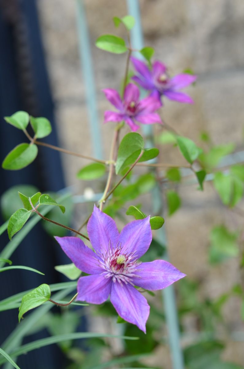 今朝の花