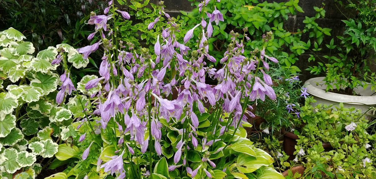 今朝の花