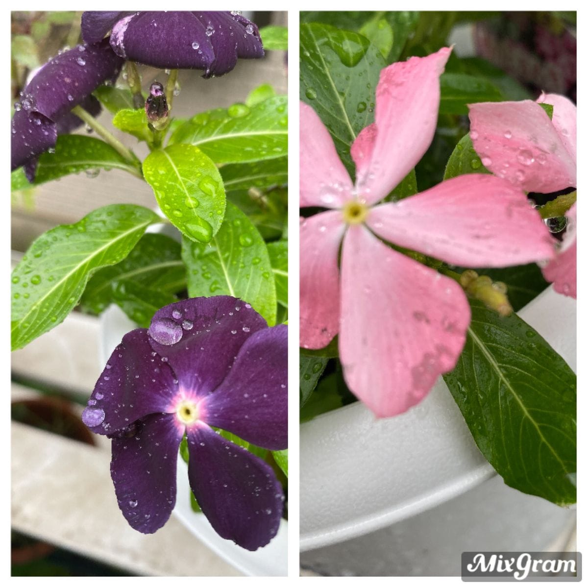 雨の中の🌺