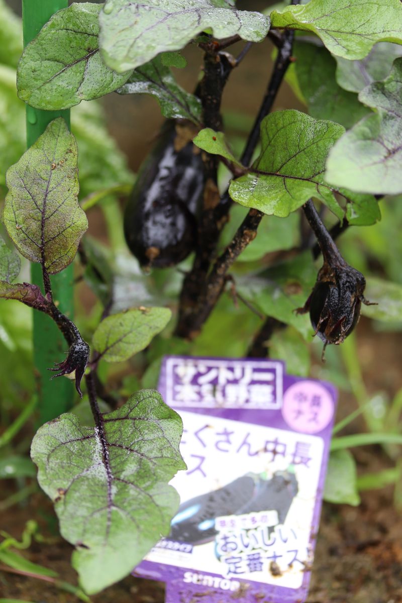 落雷災害にあった野菜達のその後