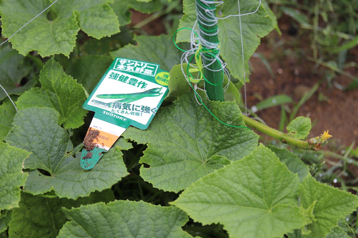 落雷災害にあった野菜達のその後