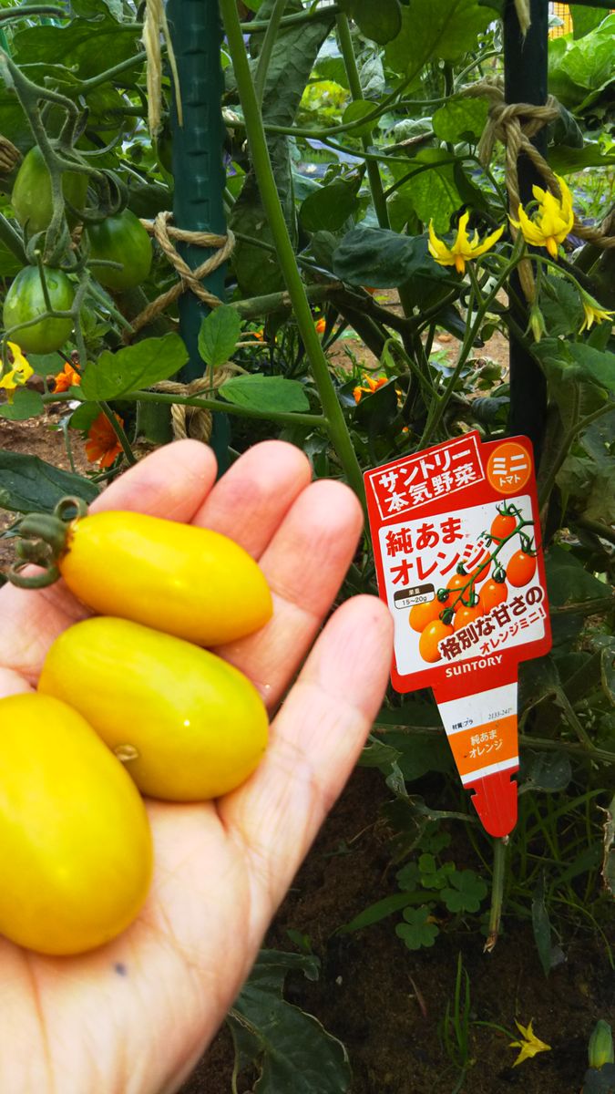 落雷災害にあった野菜達のその後