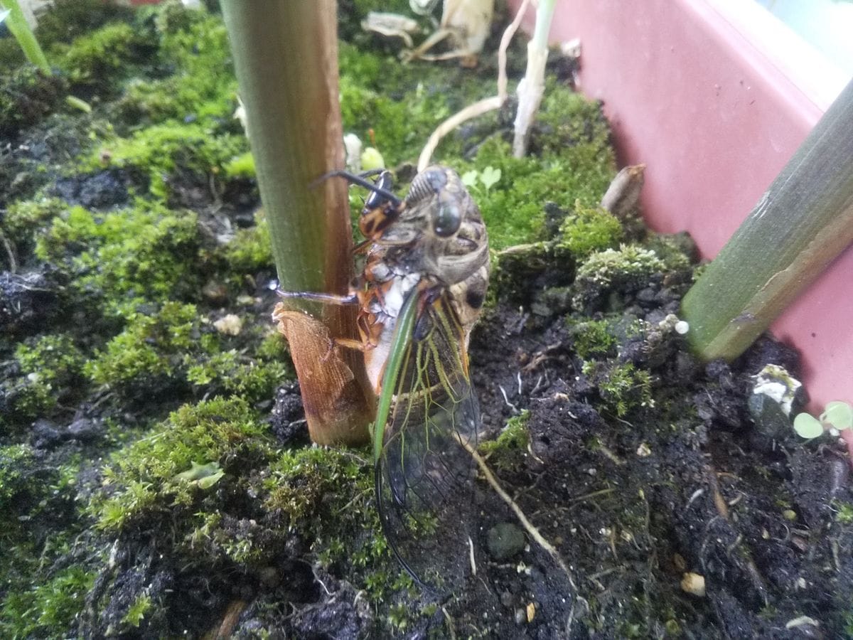 趣味の園芸ならぬ