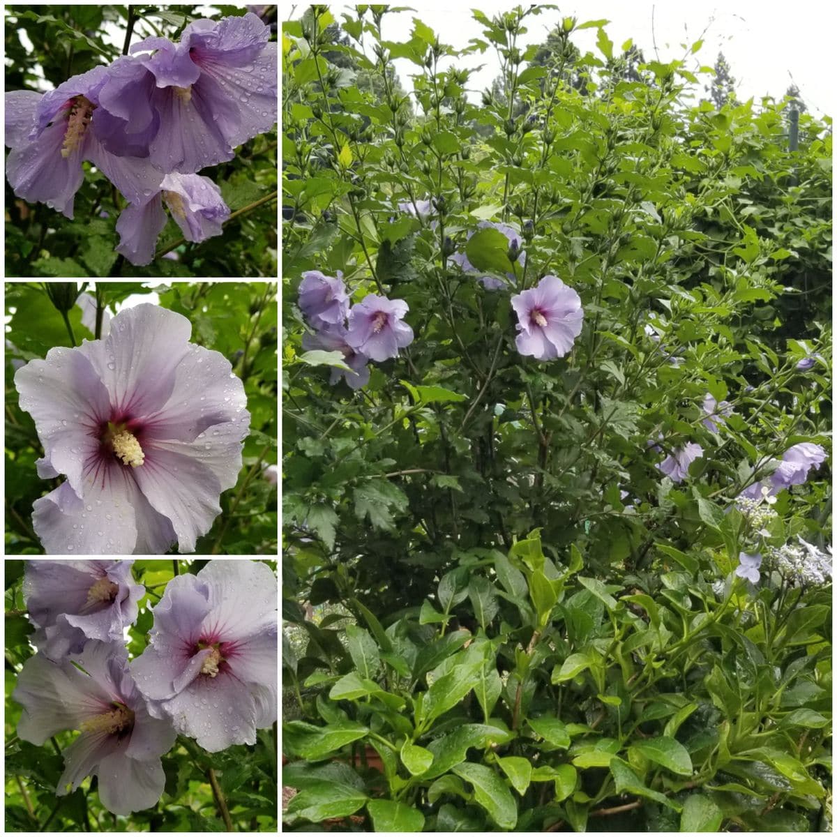 今朝の雨の中～ムクゲ大挙して！