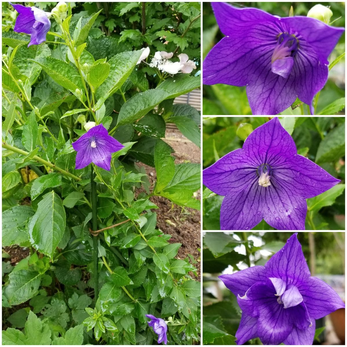 今朝の雨の中～ムクゲ大挙して！