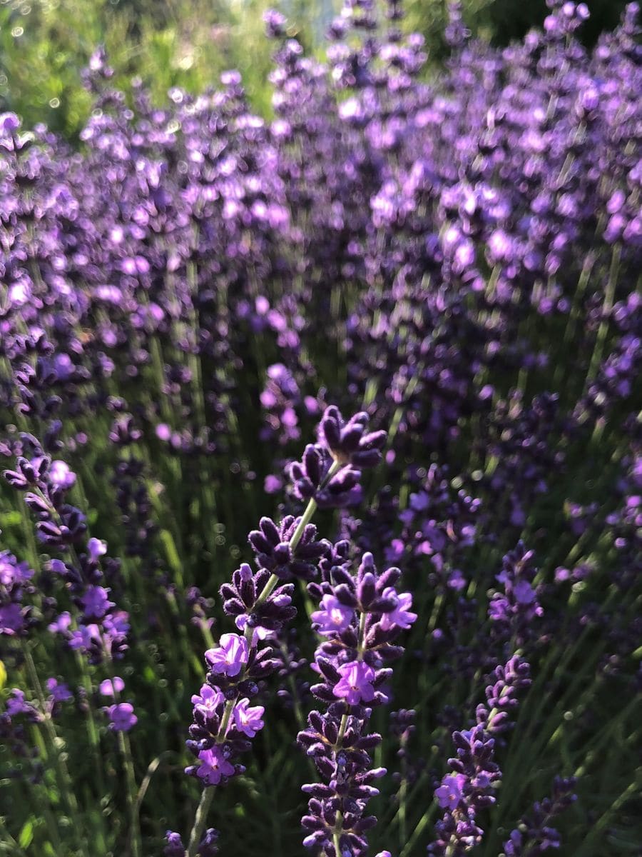 ラベンダーが開花してた！✨