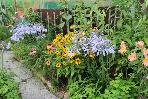 植えなきゃよかった