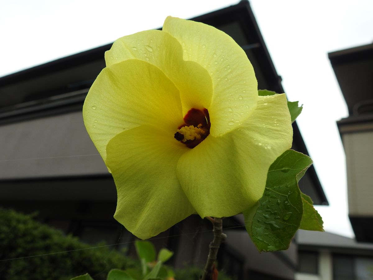 こっとの庭（一日花）