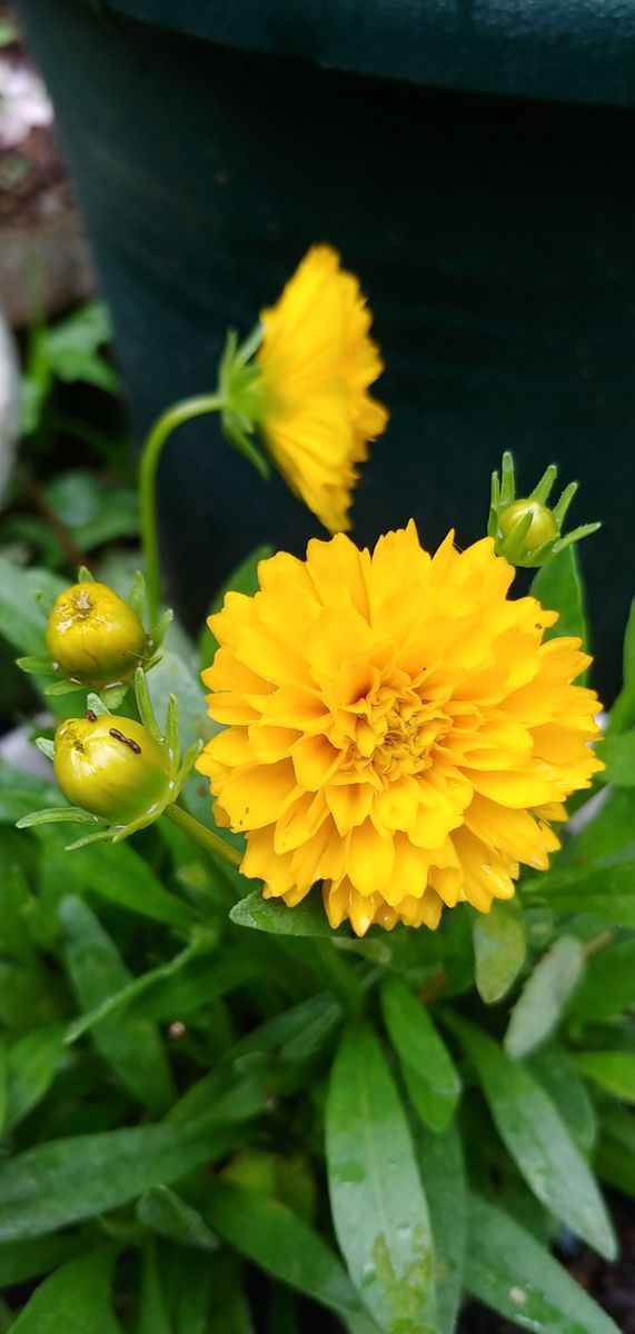 今日の花