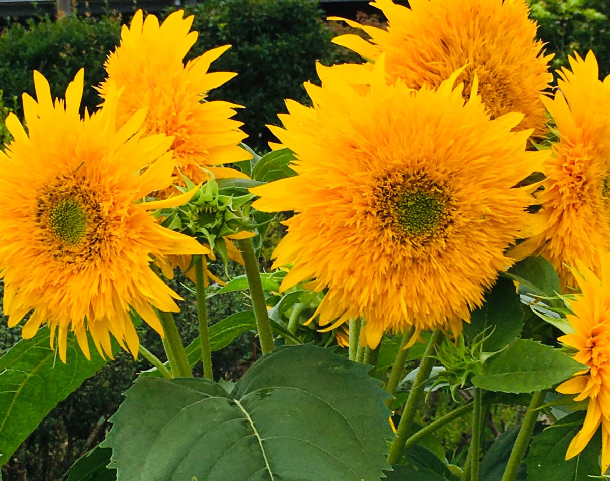 ゴッホのヒマワリ開花