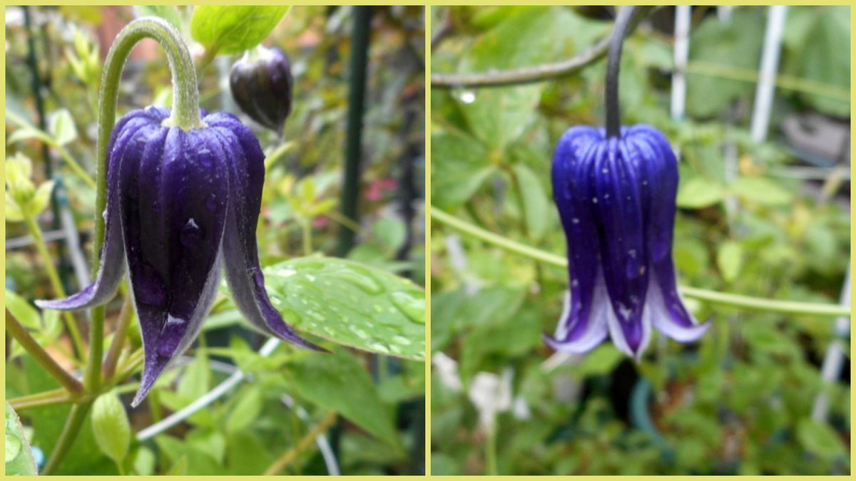 タイタンビカス　バルカンの初花です💕