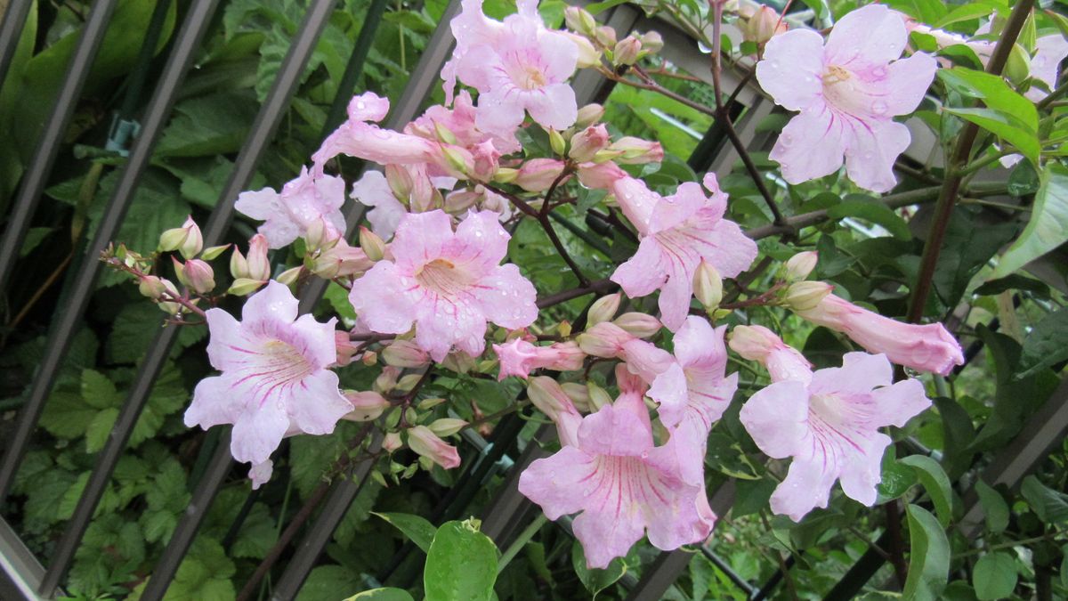 長雨で益々元気なノウゼンカズラとユーカリ