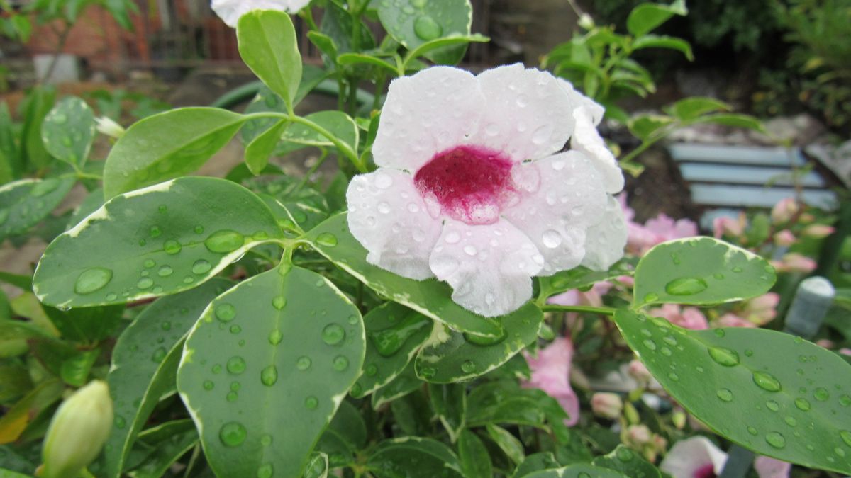 長雨で益々元気なノウゼンカズラとユーカリ