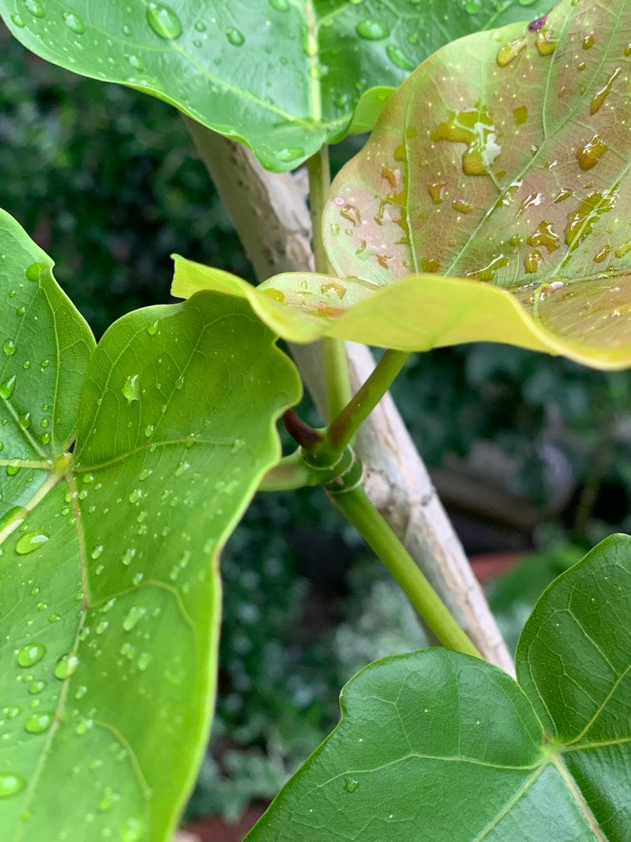 『ハート型の葉💠ウンベラータ』〜室内鉢植え〜