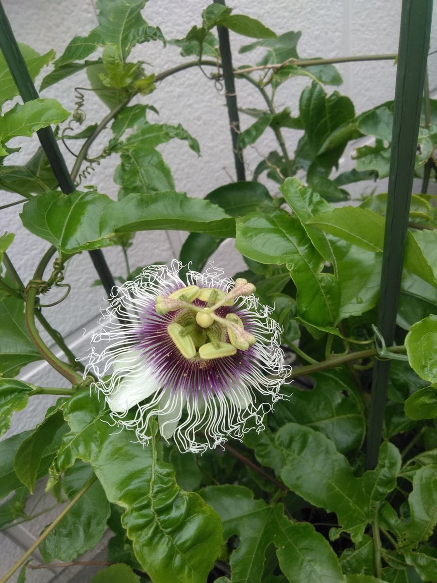 パッションフルーツの開花