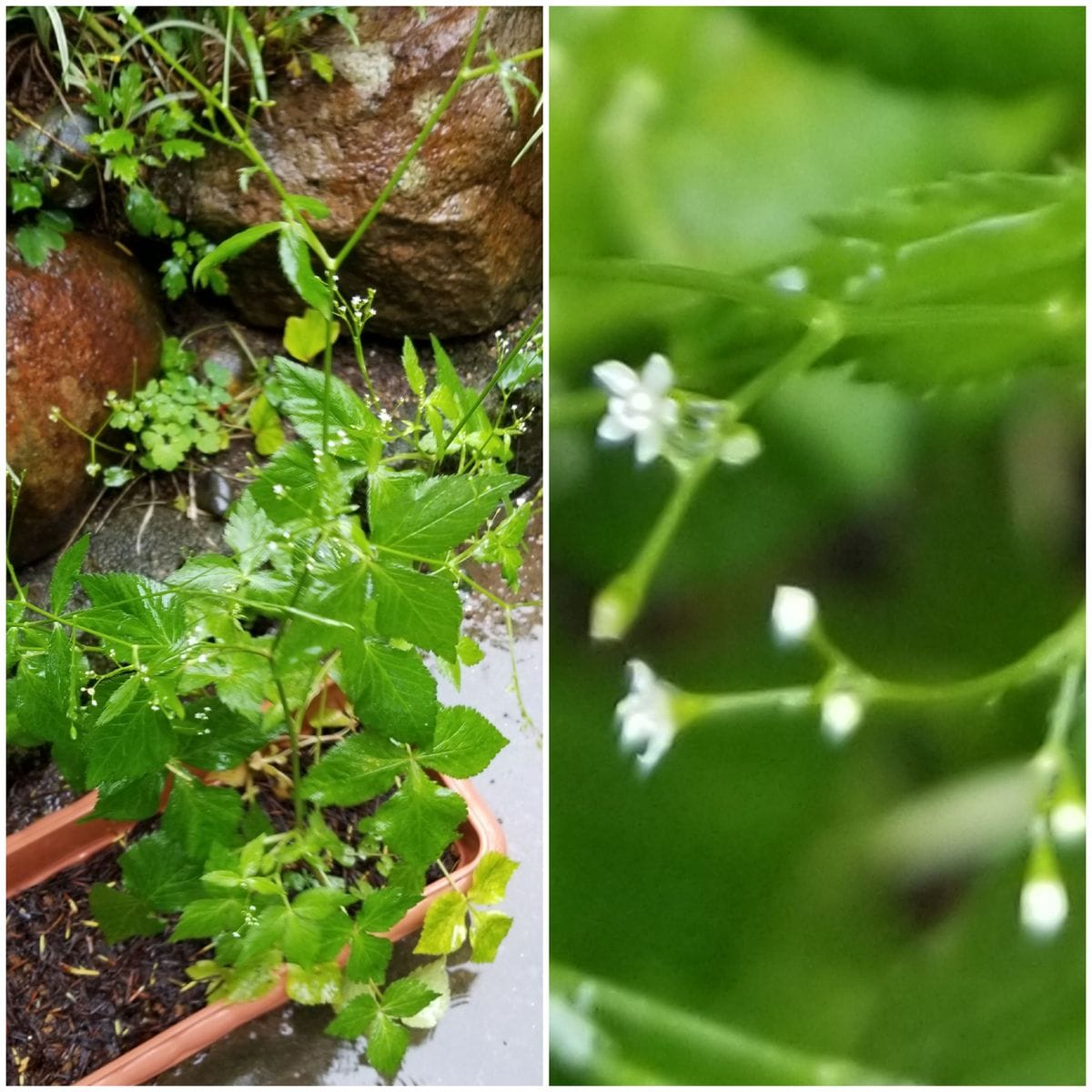 花・花・花！