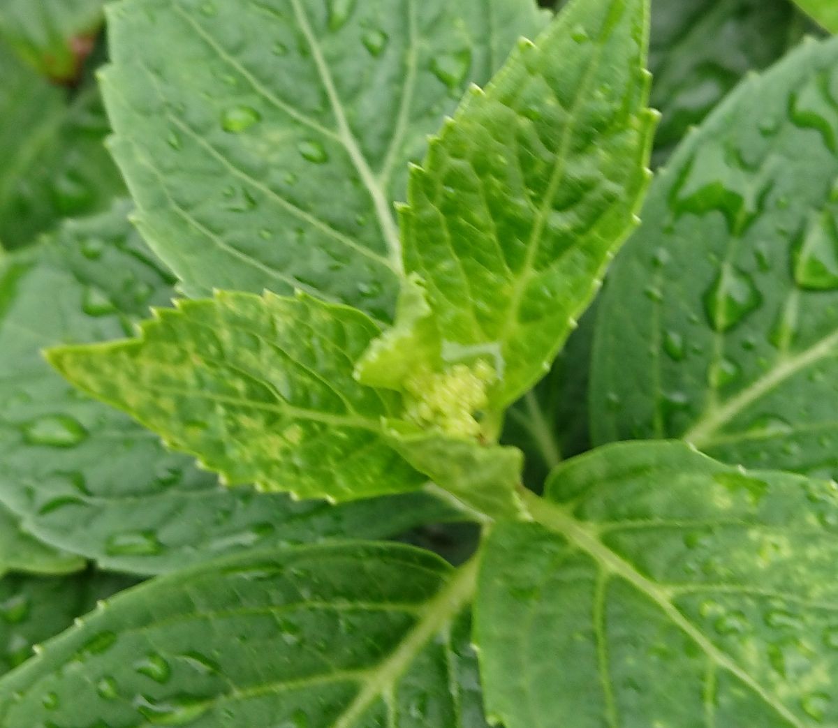 アジサイの二番花♪