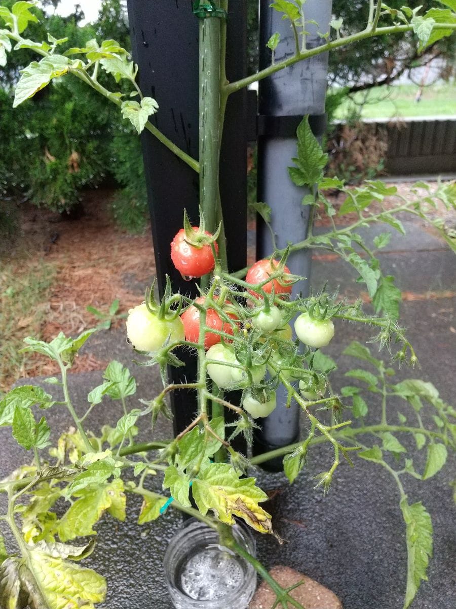 今日のポツリ組🌹とピンキー🍅の経過