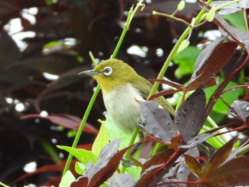 タカサゴフヨウ、やっと。