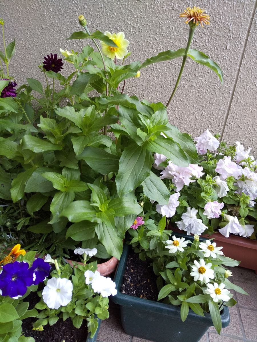 バケツをひっくり返したような☔️