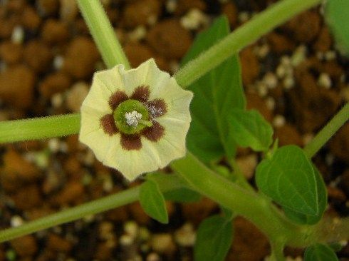 ナニかの種、いつの間にか開花