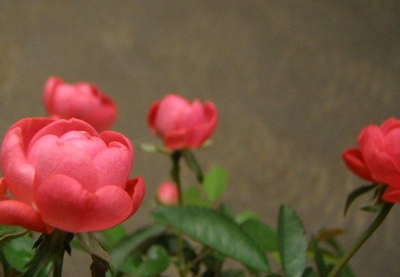 ナニかの種、いつの間にか開花