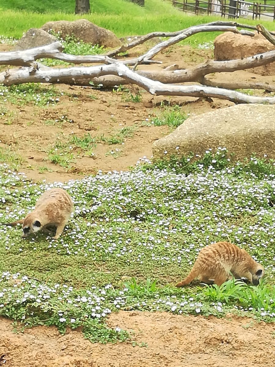 動物園の植物